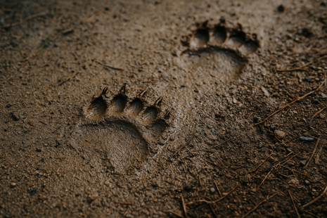 Stopa medveďa - medvedie stopy (fotky)